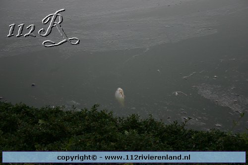 Dode vissen in het water