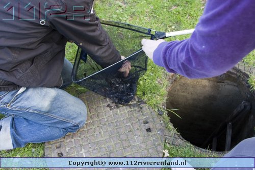 moeder eend en 5 jonge kuikens vast in het riool