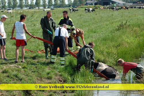 Brakel - Brandweer haalt koe uit de sloot