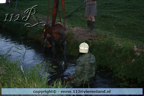 Koe zoekt verkoeling in de sloot
