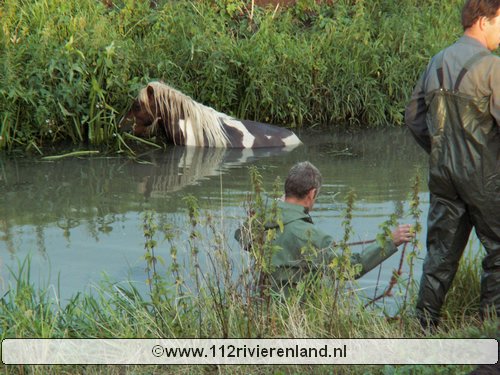 Pony in de sloot Aalsdijk