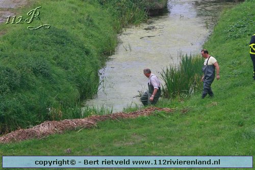 Wadenoyen - Schaap in de sloot langs de A15