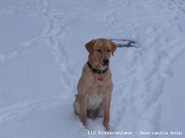 Joep de hond in de sneeuw in tiel