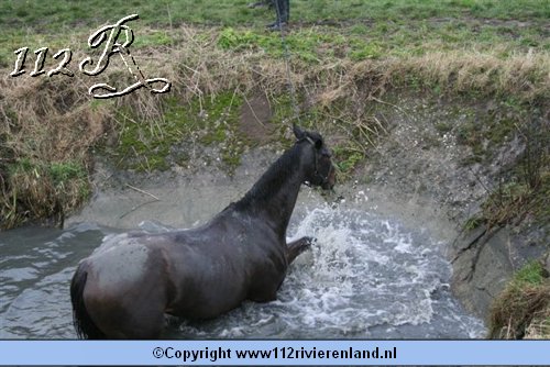 Paard in de sloot Nieuwlandsesteeg
