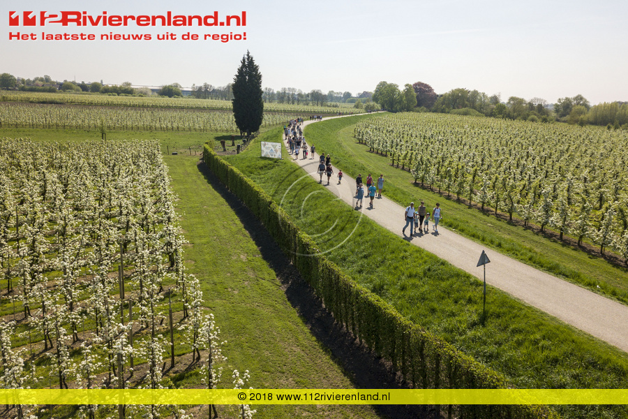 Ruim 32.800 wandelaars bij de bloesemtocht