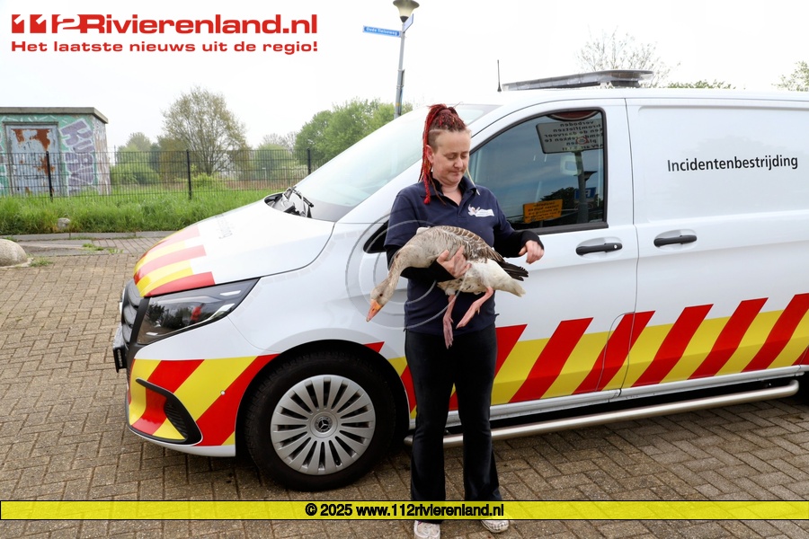 Dierenambulance haalt gewonden gans weg