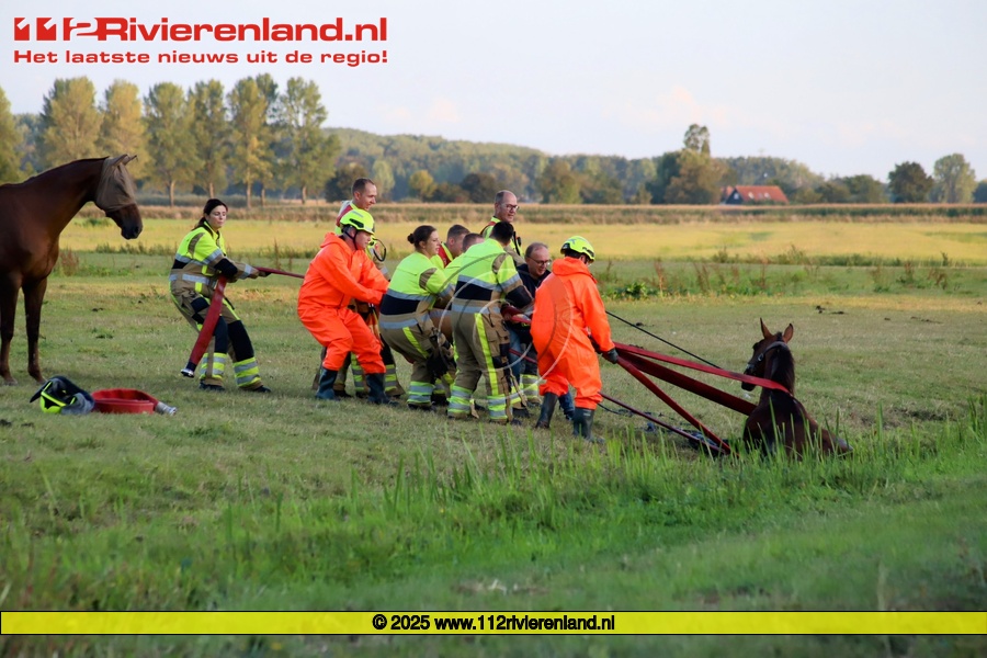 Brandweer haalt paard uit de sloot