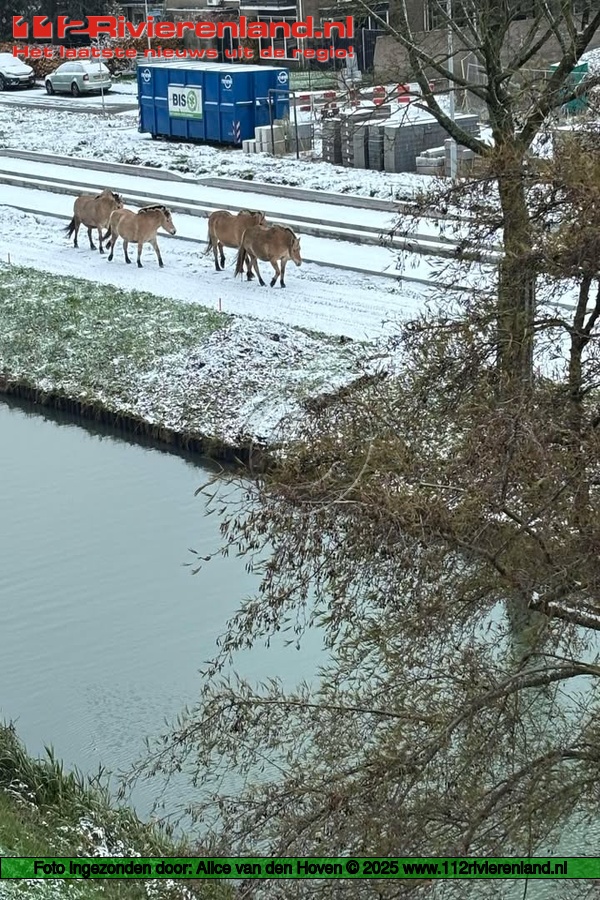 Paarden aan de wandel