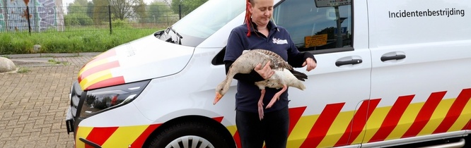 Dierenambulance haalt gewonden gans weg