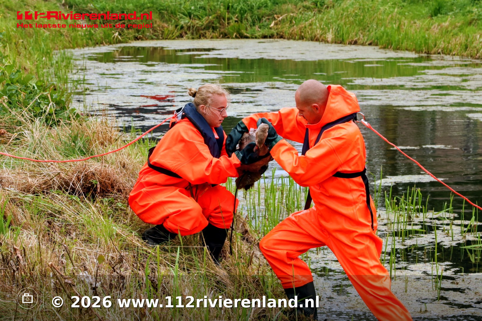 Brandweer redt jonge zwaan uit vijver