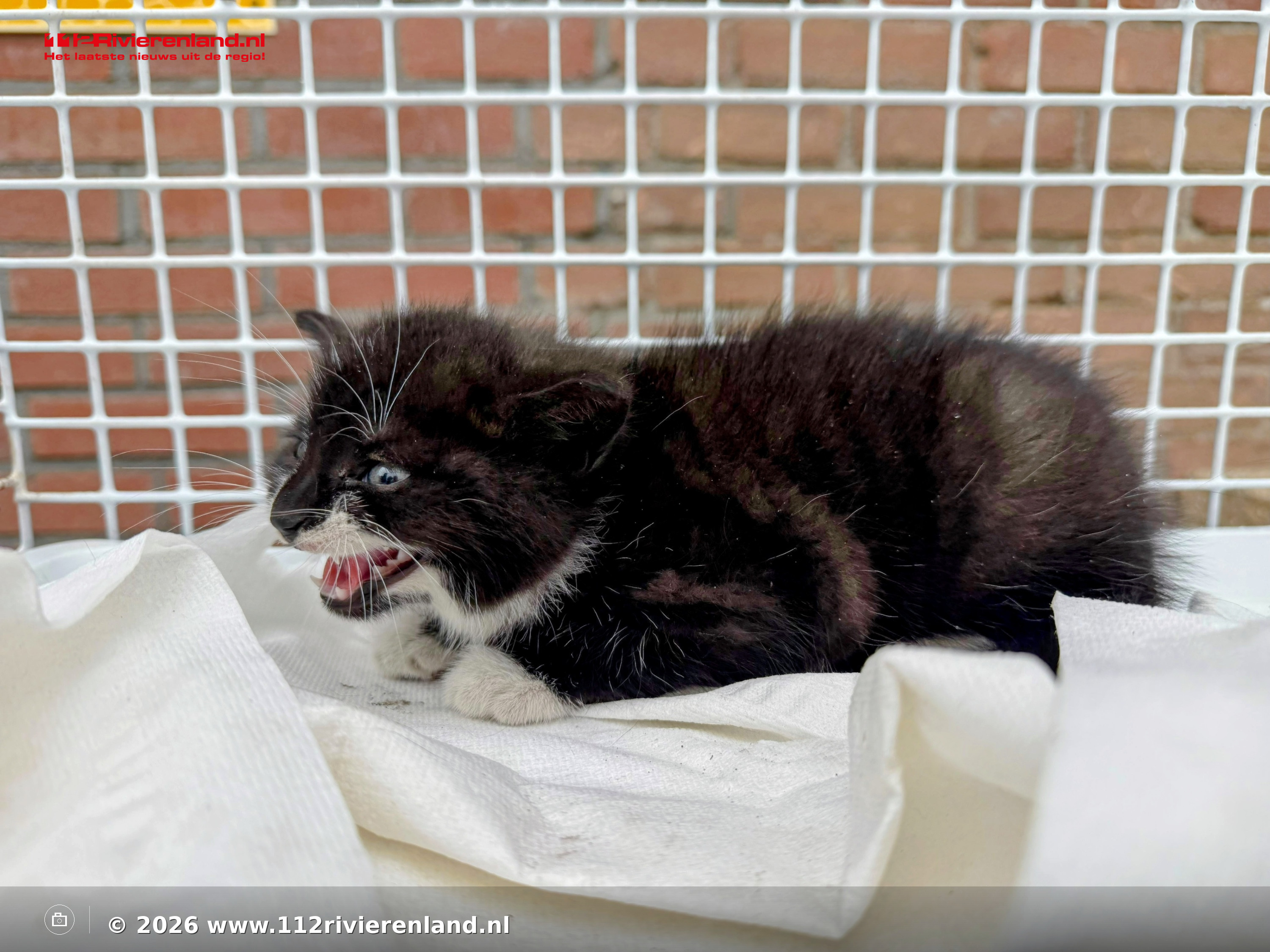 Brandweer bevrijdt kitten onder geparkeerde auto